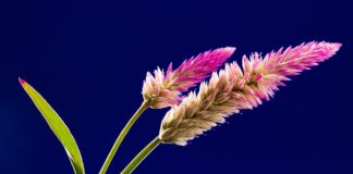 Jaki grzebień dla psa?