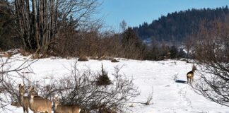 Czy sarny jedzą groch?