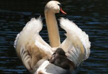 Czy fotelik obrotowy można zamontować z przodu?