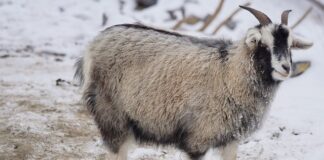 Jak pozbyć się podszerstka u psa?