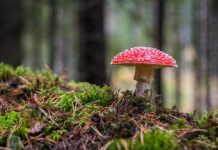 Z czego wyrasta grzyb?