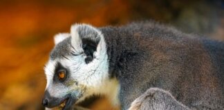 Dlaczego warto żuć gumę?