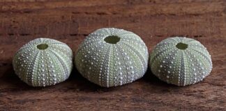 Czy czesanie psa po kąpieli?