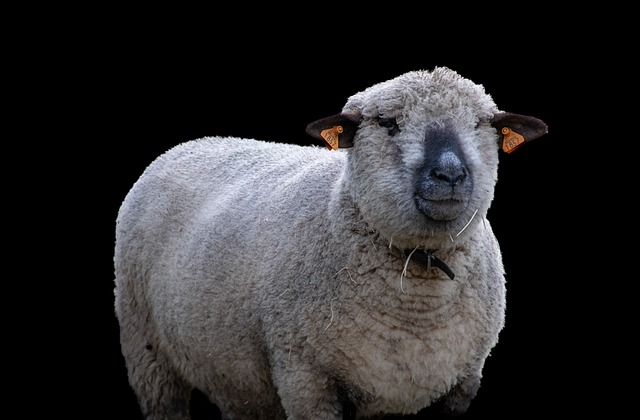 Co najbardziej opłaca się hodować w Polsce? Co najbardziej opłaca się hodować w Polsce?