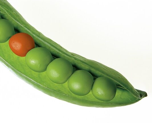 Co można sadzić koło grochu?