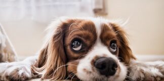 Jak łatwo wyczesać psa?