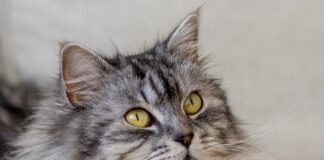 Czy połknięcie gumy do żucia jest groźne?