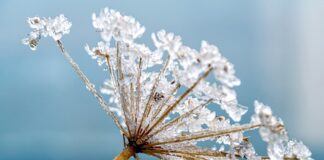 Co to jest dwa grzyby w barszcz?