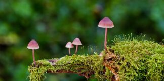 Jak długo trwa wysyp grzybów?