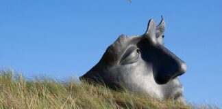 Jak uspokoić kota do czesania?