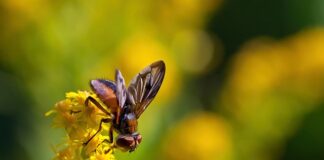 Ile czasu trwa faza po grzybach?