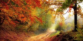 O jakiej porze jeść gruszki?