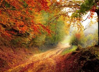 O jakiej porze jeść gruszki?