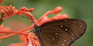 Co jedzą wrony zimą?