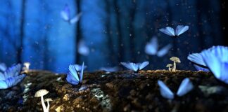 Jakie są grzyby trujące podobne do jadalnych?