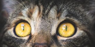 Jak długo trzeba wędzić makrelę?