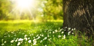 Czy dziki lubią groch?