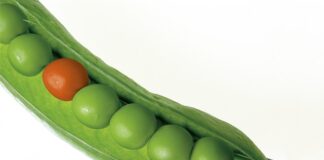 Czy groch obniża cukier?