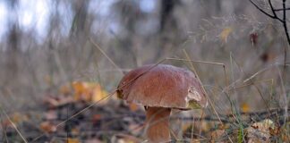 Ile ważył największy prawdziwek w Polsce?