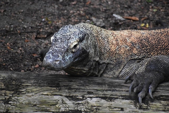 Co to jest kryza u kota? Co to jest kryza u kota?