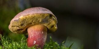 Jak wygląda borowik trujący?