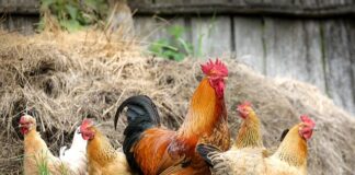 Co zrobić żeby kury znosiły dużo jajek?