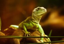 Czy agama może jeść banany? Czy agama może jeść banany?