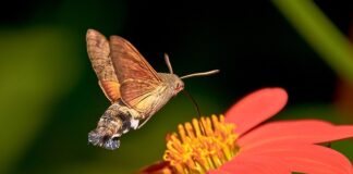 Co zrobić gdy znajdzie się gołębia z obrączką?