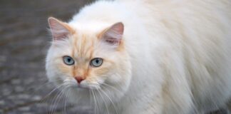 Co jest dobre na sierść kota?