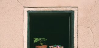 Jak często podlewać groch?