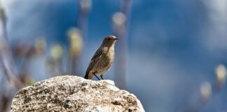 Czy wrzątek zabija pleśń?