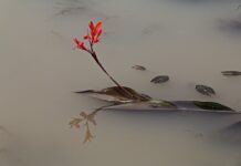 Czy mętna woda szkodzi rybom? Czy mętna woda szkodzi rybom?