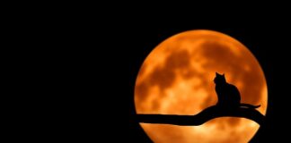 Czy wyrwane pazury u kota odrosną?