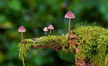 Jakie gąbki do mycia naczyń?