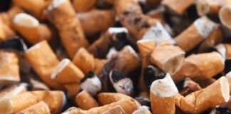 Jaki grzyb leczy raka?