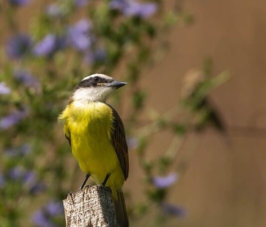Czy kisiel z torebki jest zdrowy?