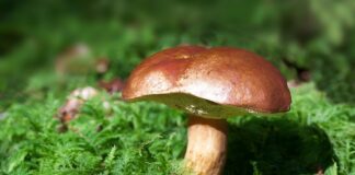 Czy można pomylić podgrzybka z grzybem trującym?