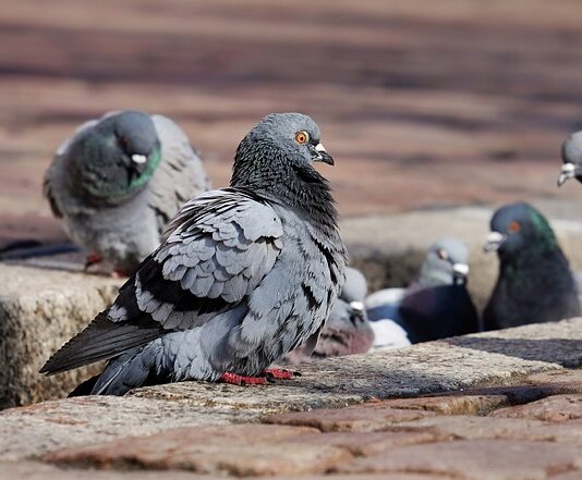 Czy sąsiad może mieć gołębie?
