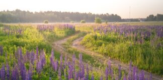 Co lepsze na poplon Lubin czy groch?