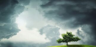 Czym się rożni zielony groch od żółtego?