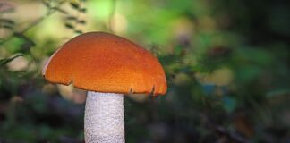 Dlaczego podgrzybki robia się niebieskie?