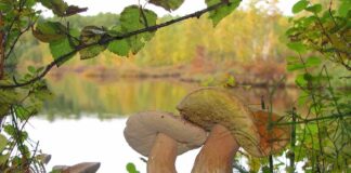 Jak wielka jest grzybnia?