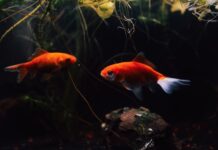 Akwarium roślinne zarasta glonami? Pięć błędów początkującego aquascapera i sposoby na ich uniknięcie akwarium