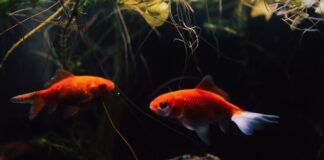 Akwarium roślinne zarasta glonami? Pięć błędów początkującego aquascapera i sposoby na ich uniknięcie akwarium