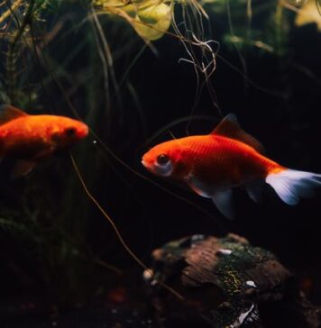 Akwarium roślinne zarasta glonami? Pięć błędów początkującego aquascapera i sposoby na ich uniknięcie akwarium